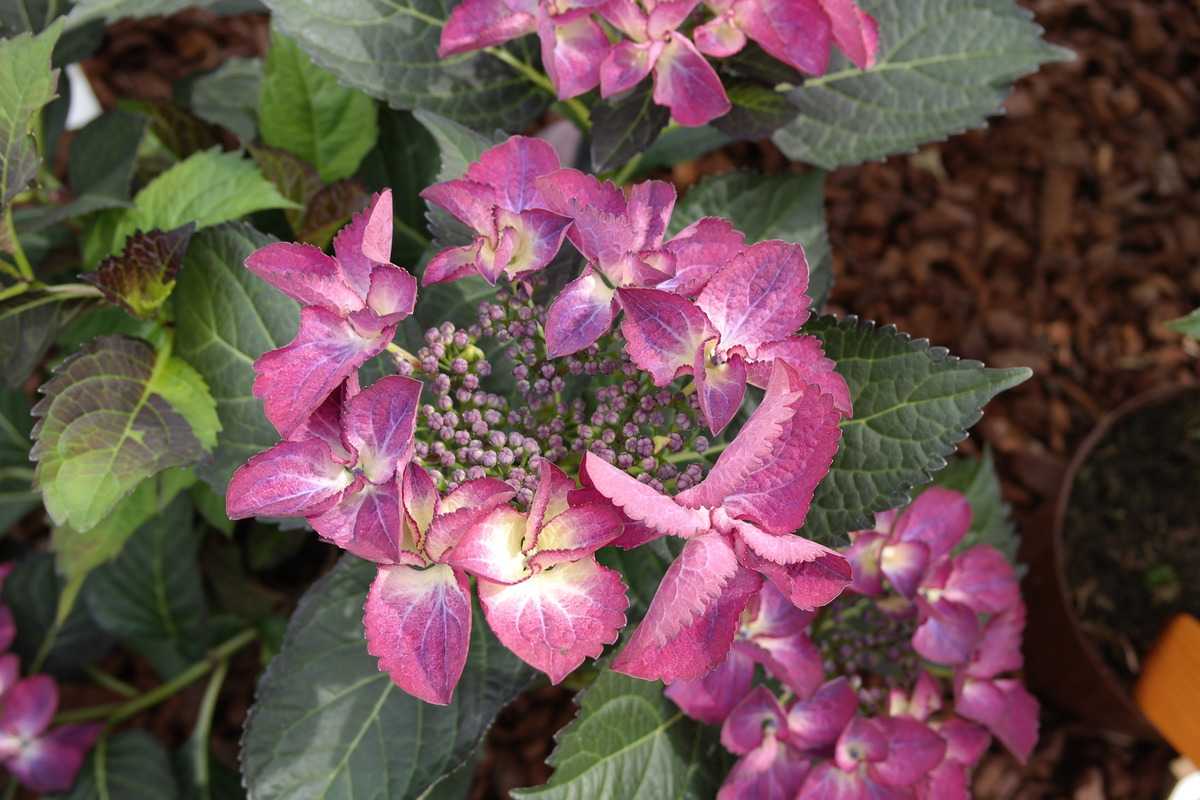 Kostenloser Versand - Hydrangea macrophylla 'Dark Angel'®: Lubera.de