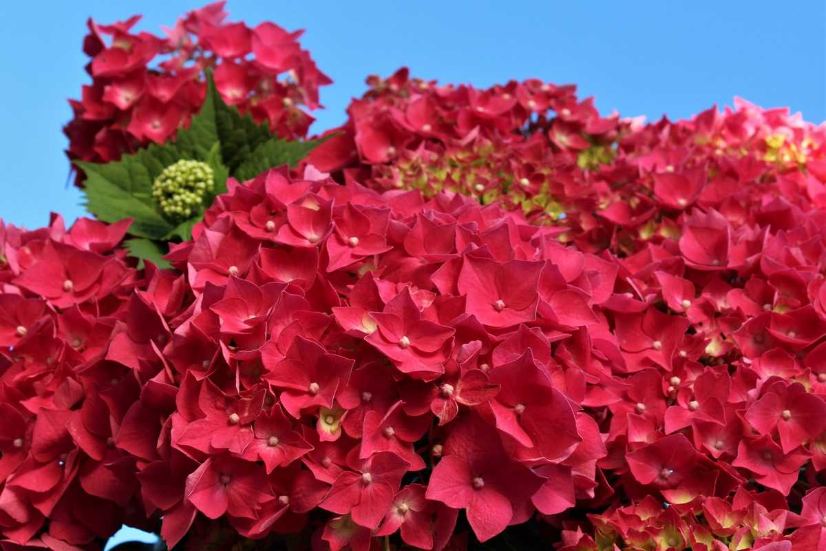 Hydrangea macrophylla 'Leuchtfeuer': Lubera.de