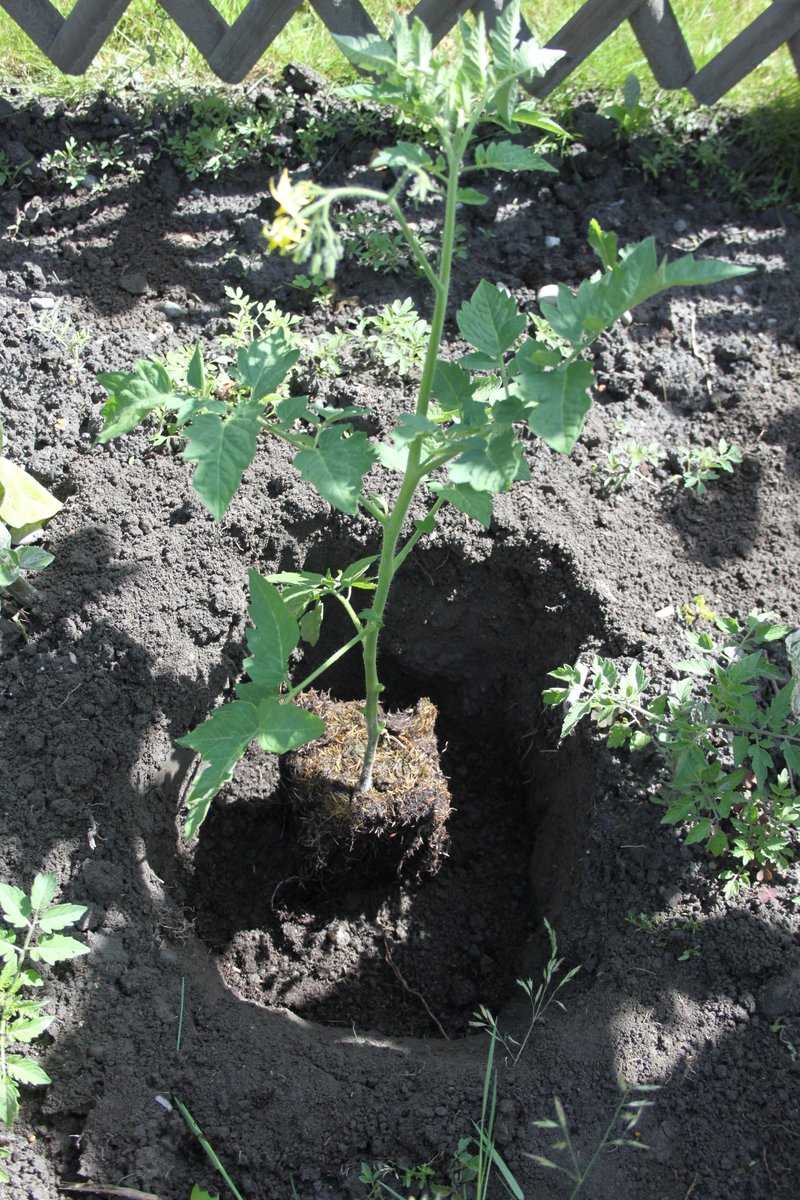 Die Tomatenpflanze sollte 5-15 cm mit Erde bedeckt sein