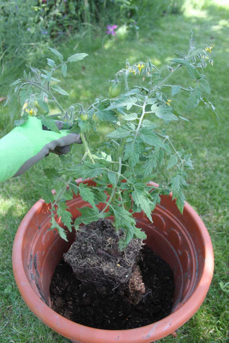 Wie man die Tomate am besten pflanzt