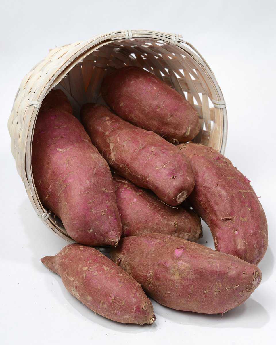 Süsskartoffeln gesund Sakura (Ipomoea batatas) Lubera