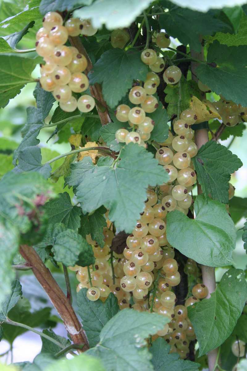 Weisse Johannisbeeren Marmelade Johannisbeere Ribest Blanchette Lubera