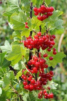 Johannisbeeren (Ribes)