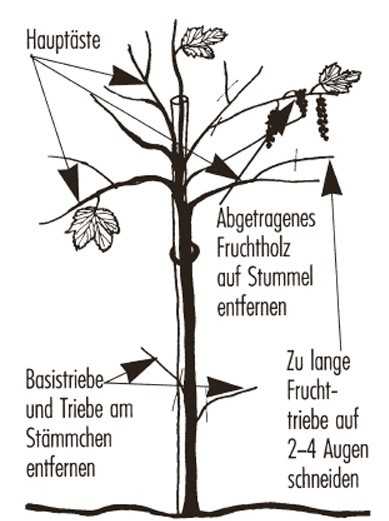 Johannisbeeren Sorten Stämmchen Kulturanleitung Lubera