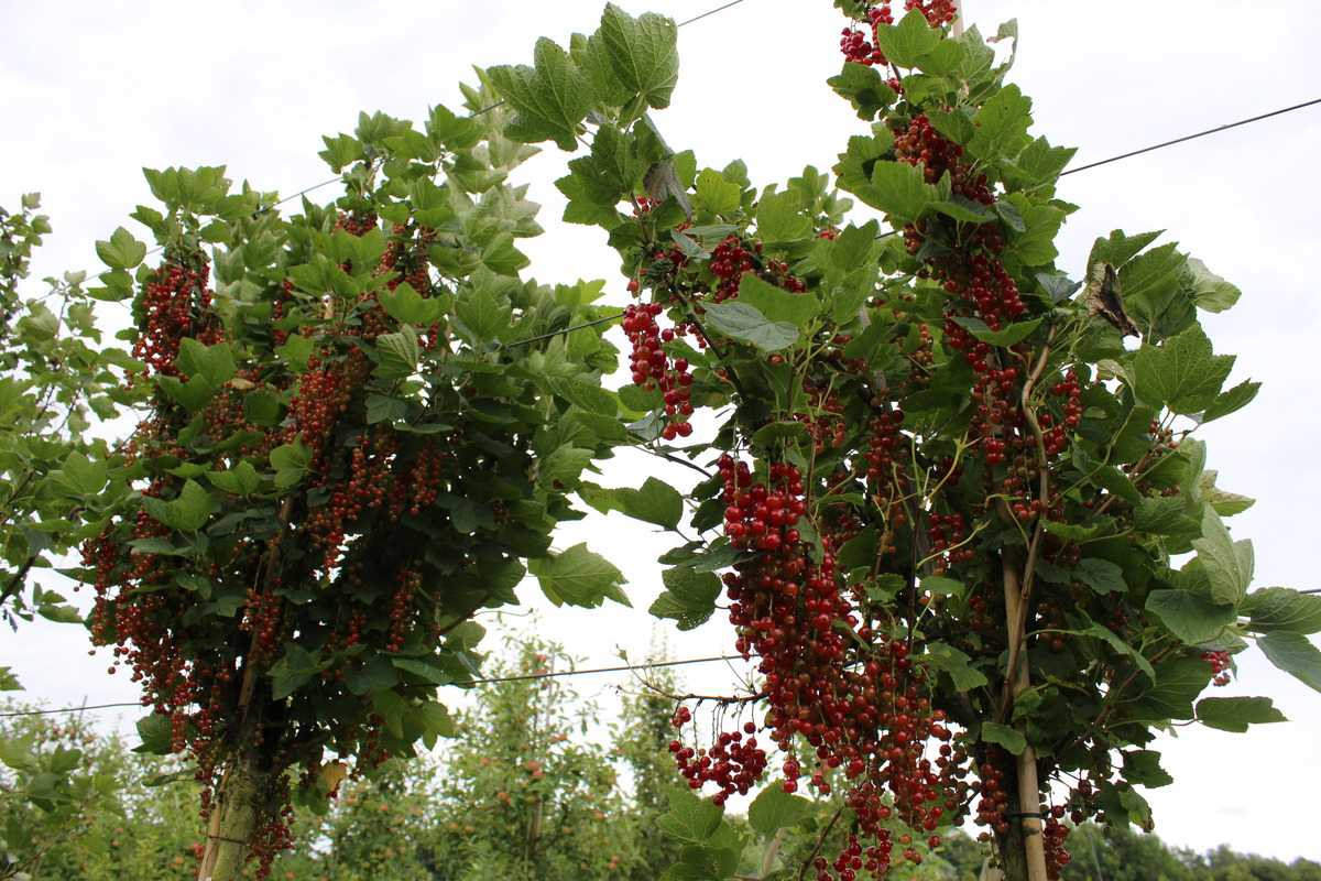 Johannisbeeren Hochstamm Ribest® Lisette® | Obstbäume & Gemüsepflanzen