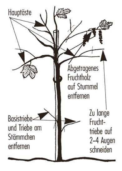 Rote Johannisbeeren schneiden Stammerziehung Lubera