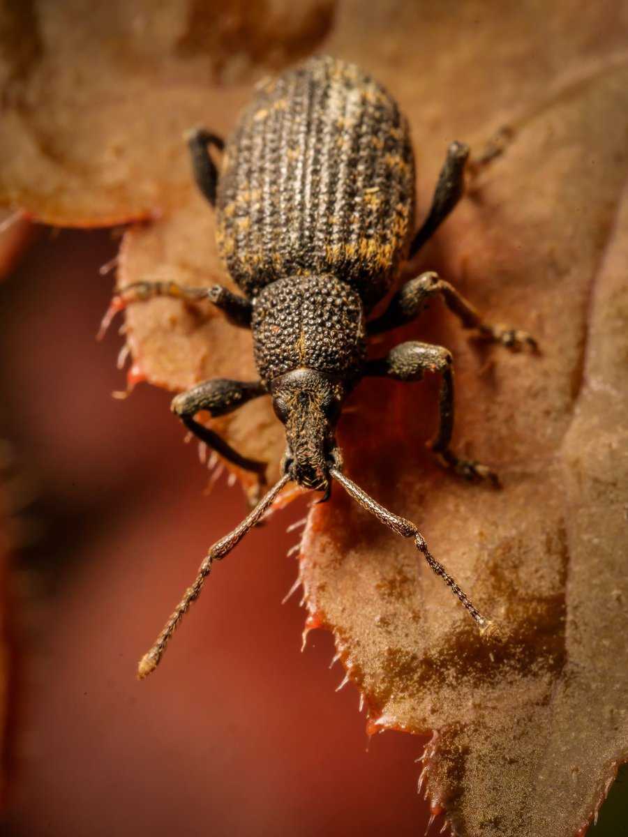 Käfer im Haus erkennen und erfolgreich bekämpfen