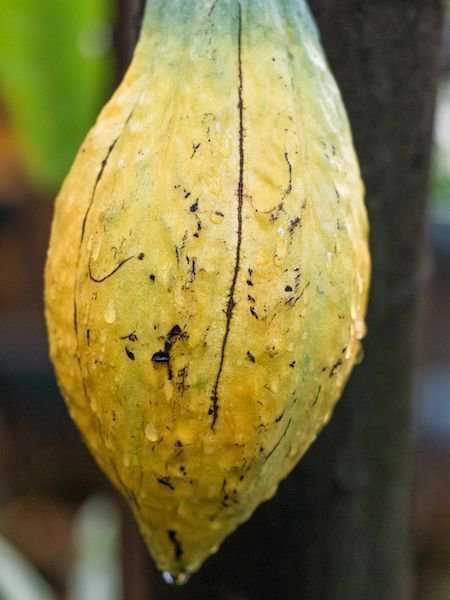 Theobroma cacoa - Kakaobaum pflanzen