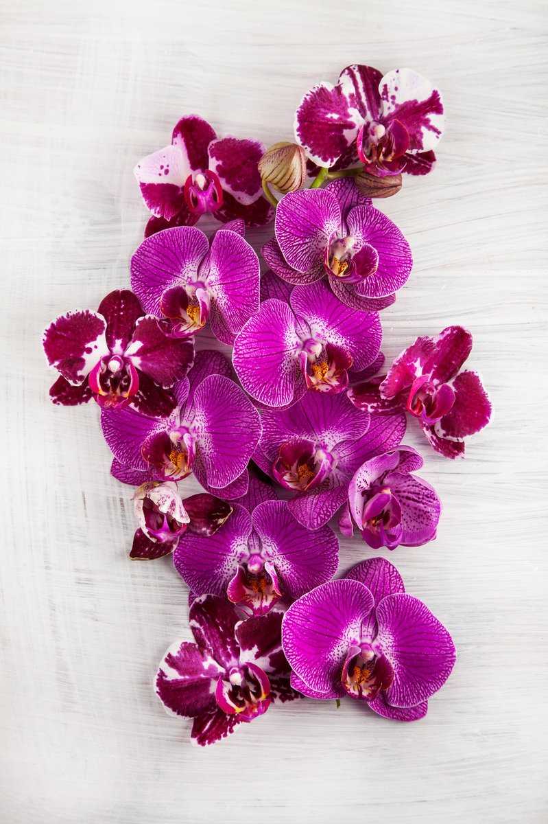 Orchideen richtig pflegen.