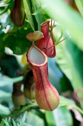 Nepenthes in freier Natur