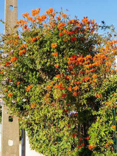 Tecomaria capensis