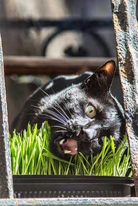 Katze beim Verzehr von Katzengras