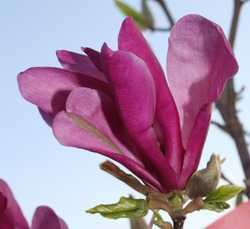 Kleinbleibende Magnolien f?r Ihren Garten