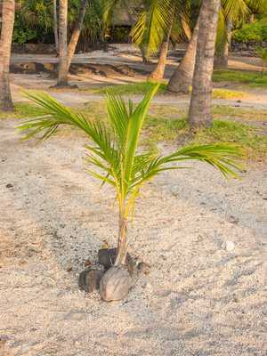 Junge Kokospalme, Cocos nucifera
