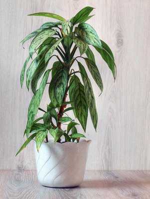 Kolbenfaden, Aglaonema commutatum