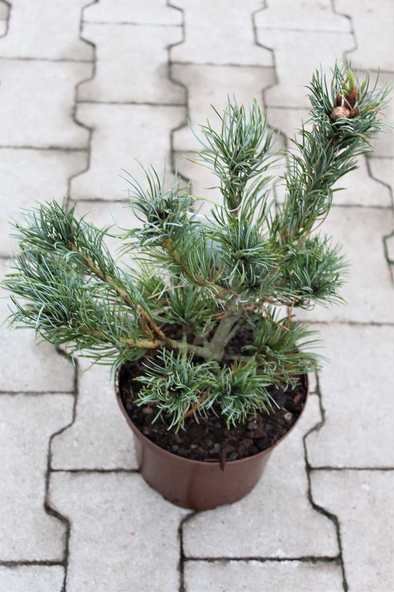Japanische Zwergmädchenkiefer 15-20cm Pinus parviflora