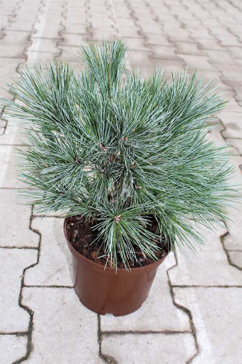 Zwerg-Seidenkiefer Macopin 20-25 Pinus strobus Macopin 