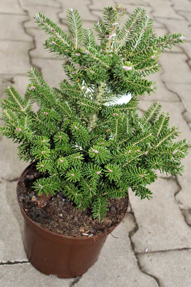 Koreatanne Abies koreana Pflanze 15-20cm Korea-Tanne Tanne Rarität 