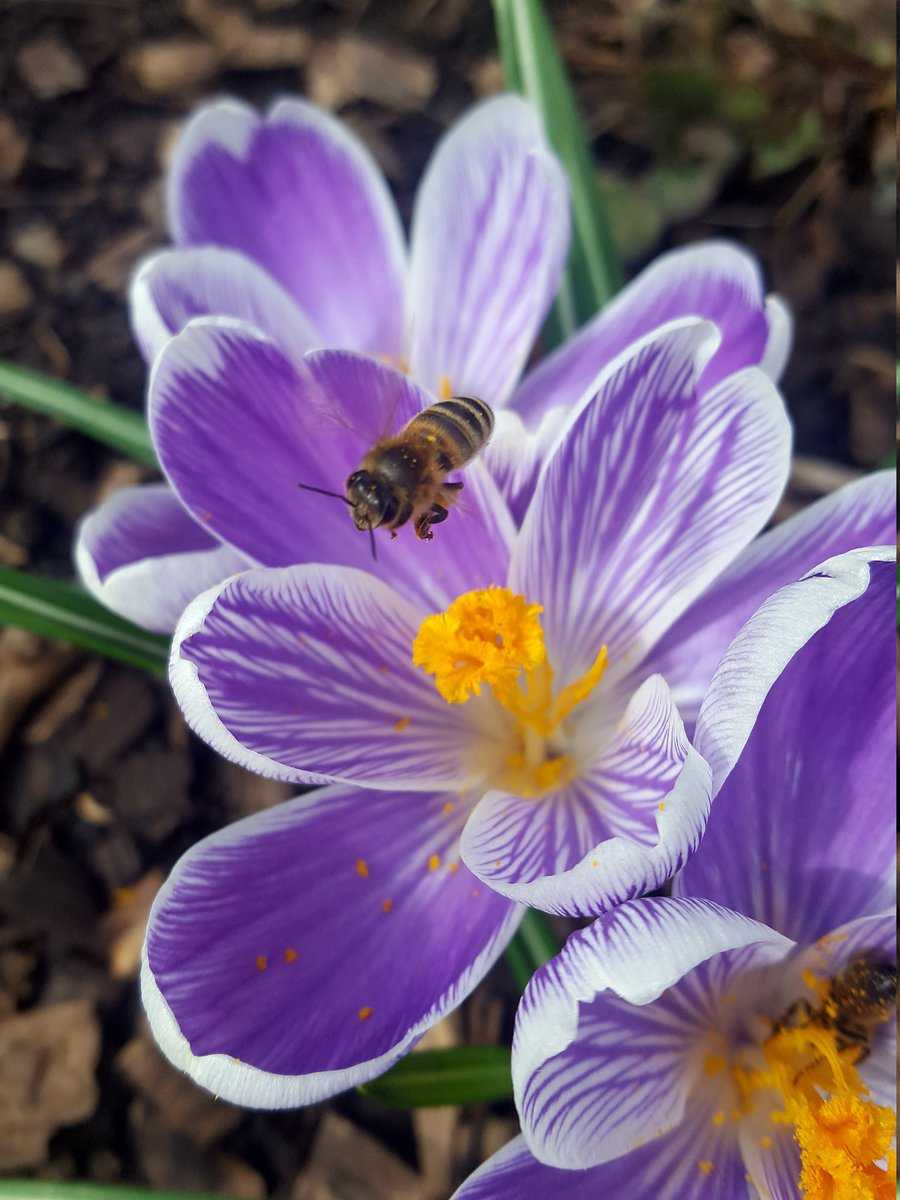 Krokus mit Biene Ranka Tessin