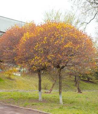 Acer platanoides im Herbst