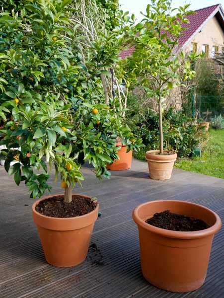 Am besten werden Kumquat im mittleren Frhjahr umgetopft