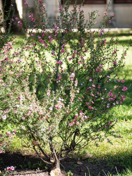 Leptospermum scoparium Südseemyrte