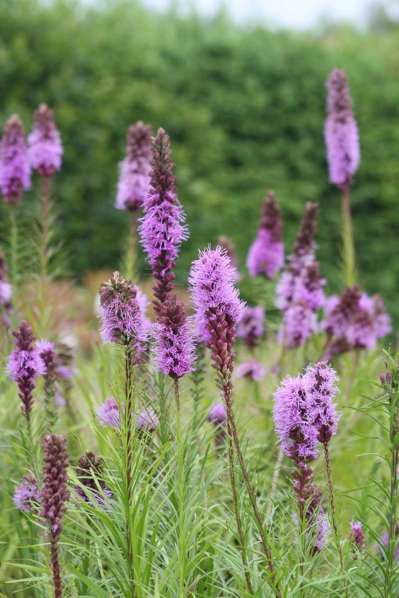 Liatris spicata Lubera