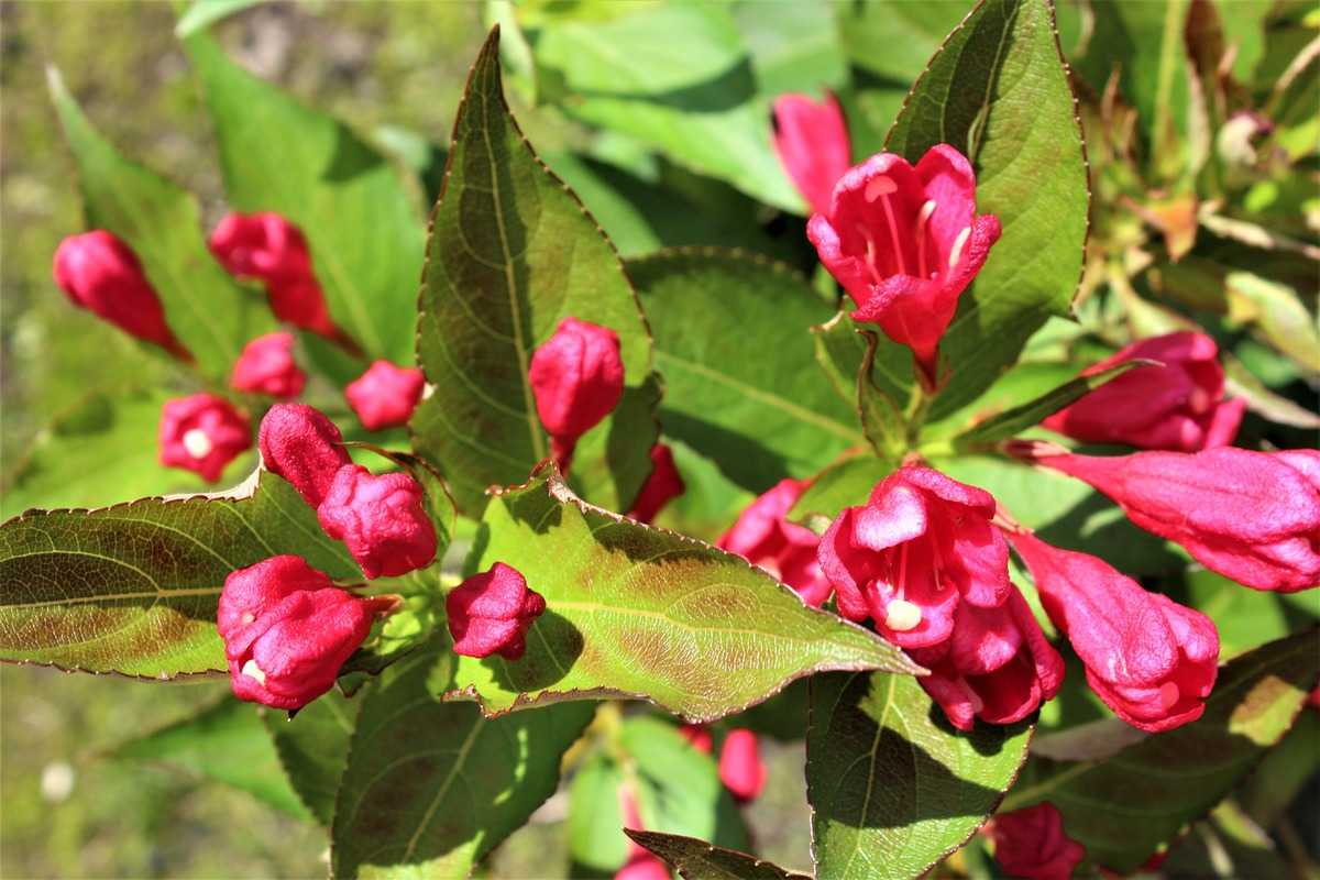 Weigela florida - Summer Weigela florida Summer Red\' \'All Red\' \'All