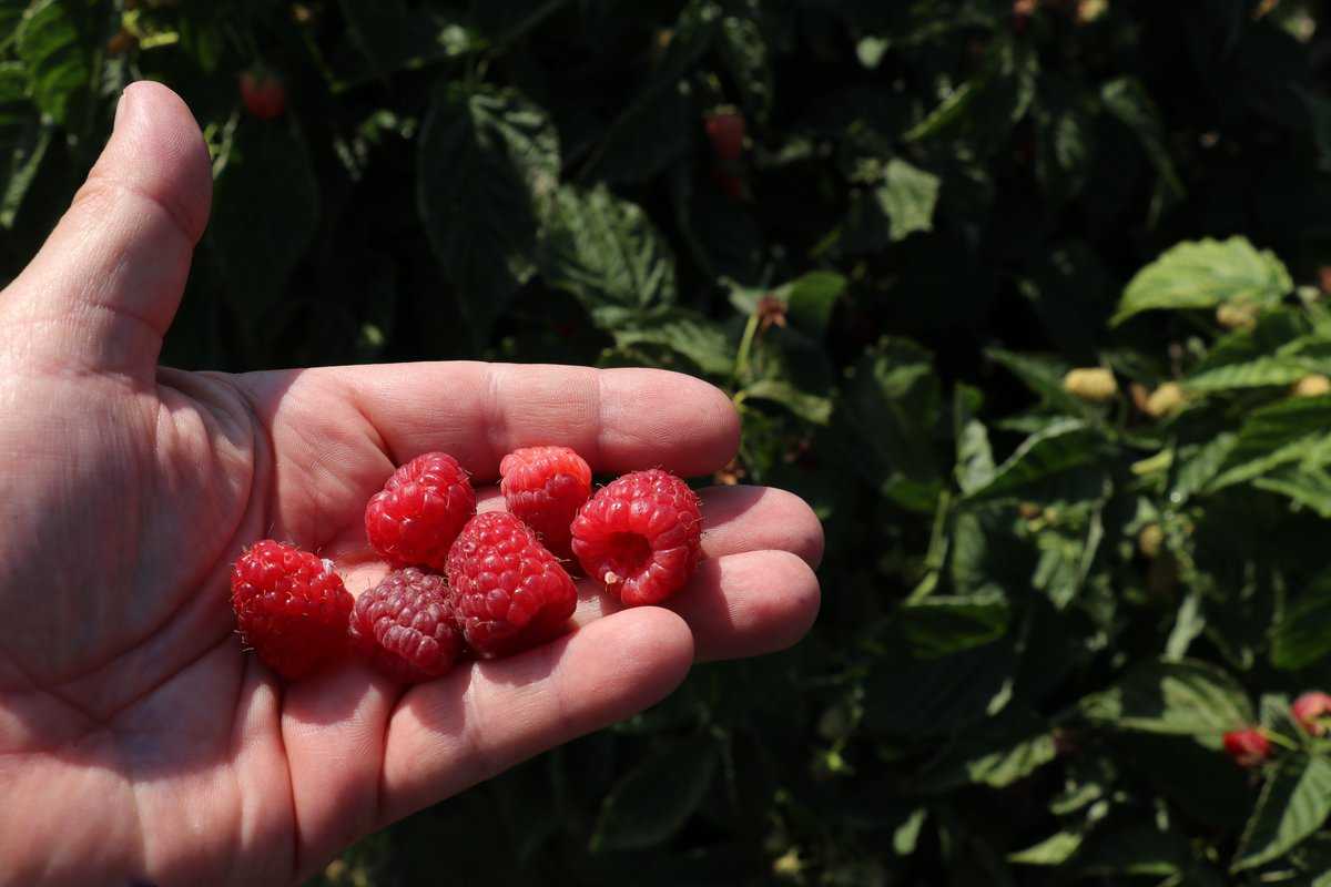 Framboisier nain sans épines - Vente Rubus idaeus 'Little Sweet Sister