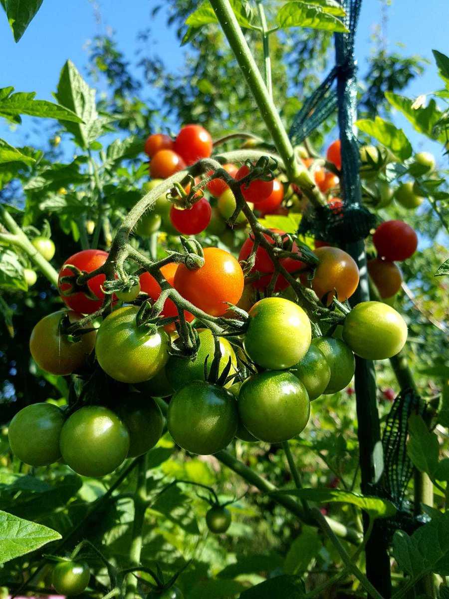 Lizzano Tomaten Update Ranka Tessin Lubera