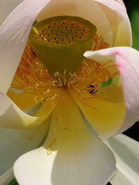 Blte von Lotus: einfach wundervoll!