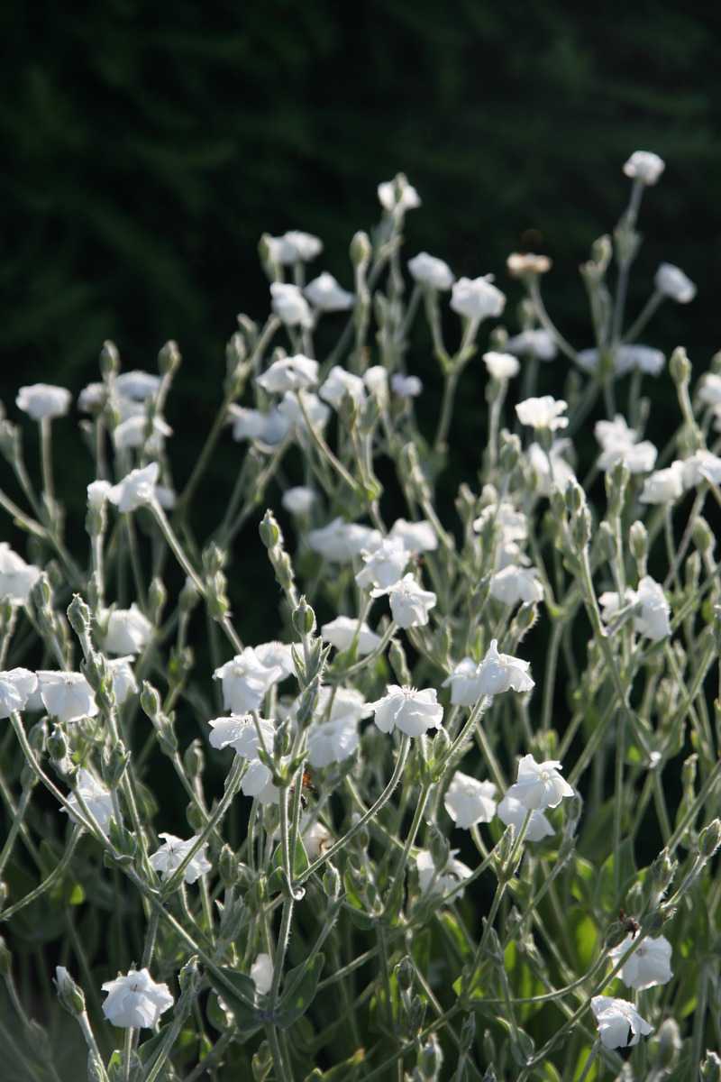 Lychnis coronaria Alba Lubera