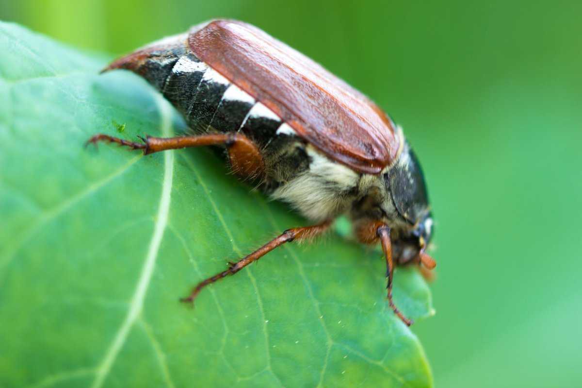 Maikäfer