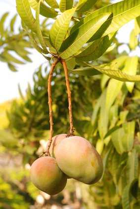Mangobaum mit Fruechten