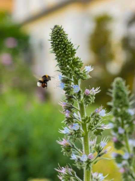 botanische Garten Bonn