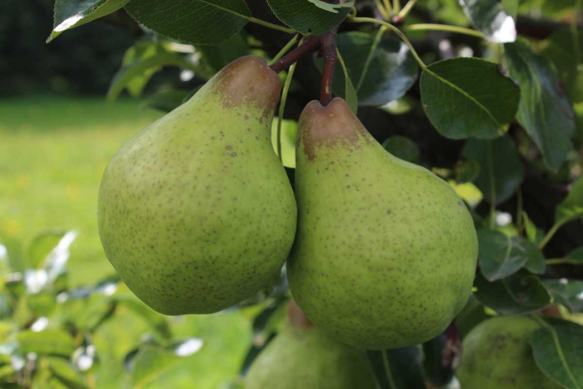 Mini-Birnbaum Pironi® Little Sweety® im Lubera Online Shop kaufen | Obstbäume & Gemüsepflanzen