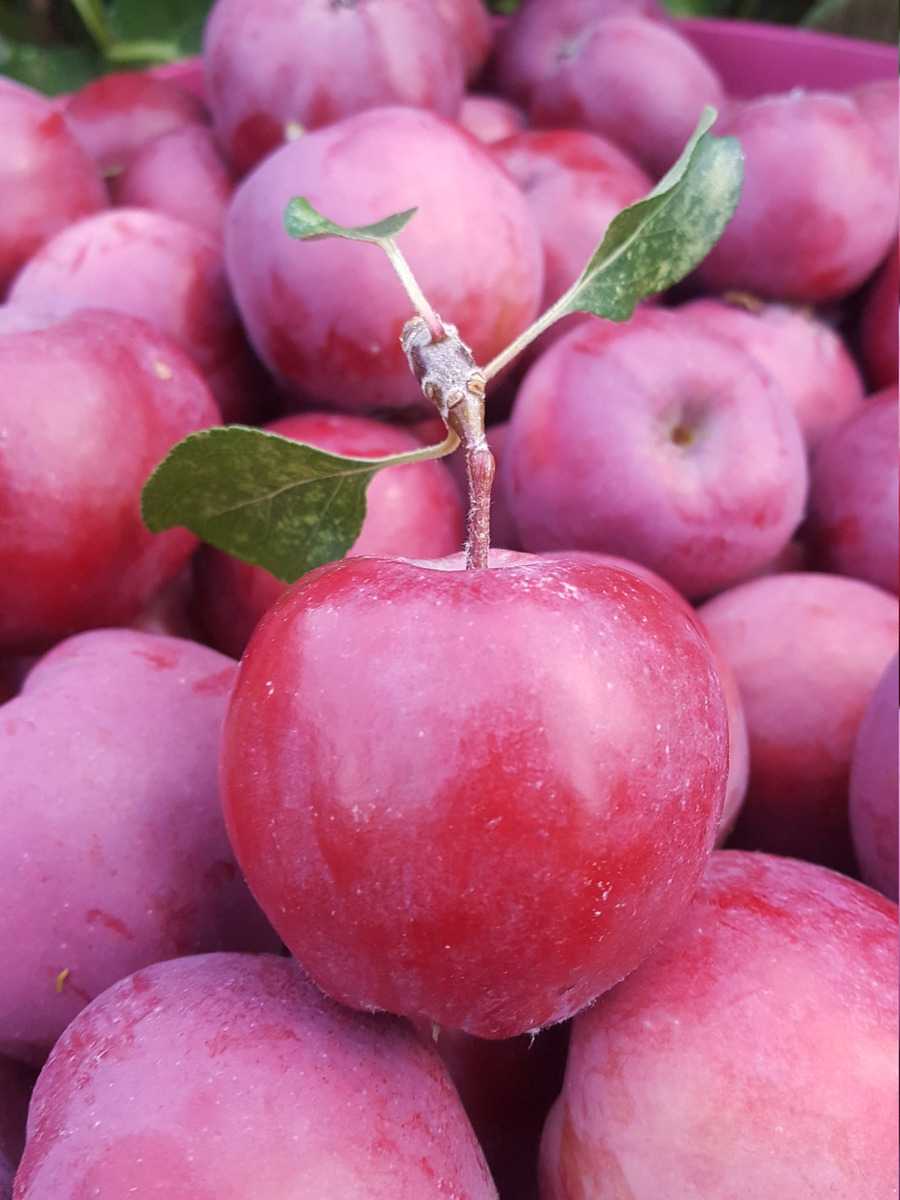 Mond-pfel Redlove Ranka Tessin Lubera