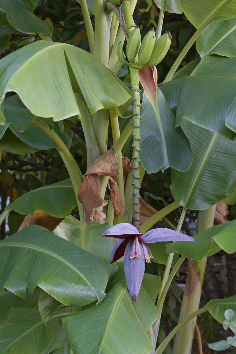 Blüte einer Bananenstaudee