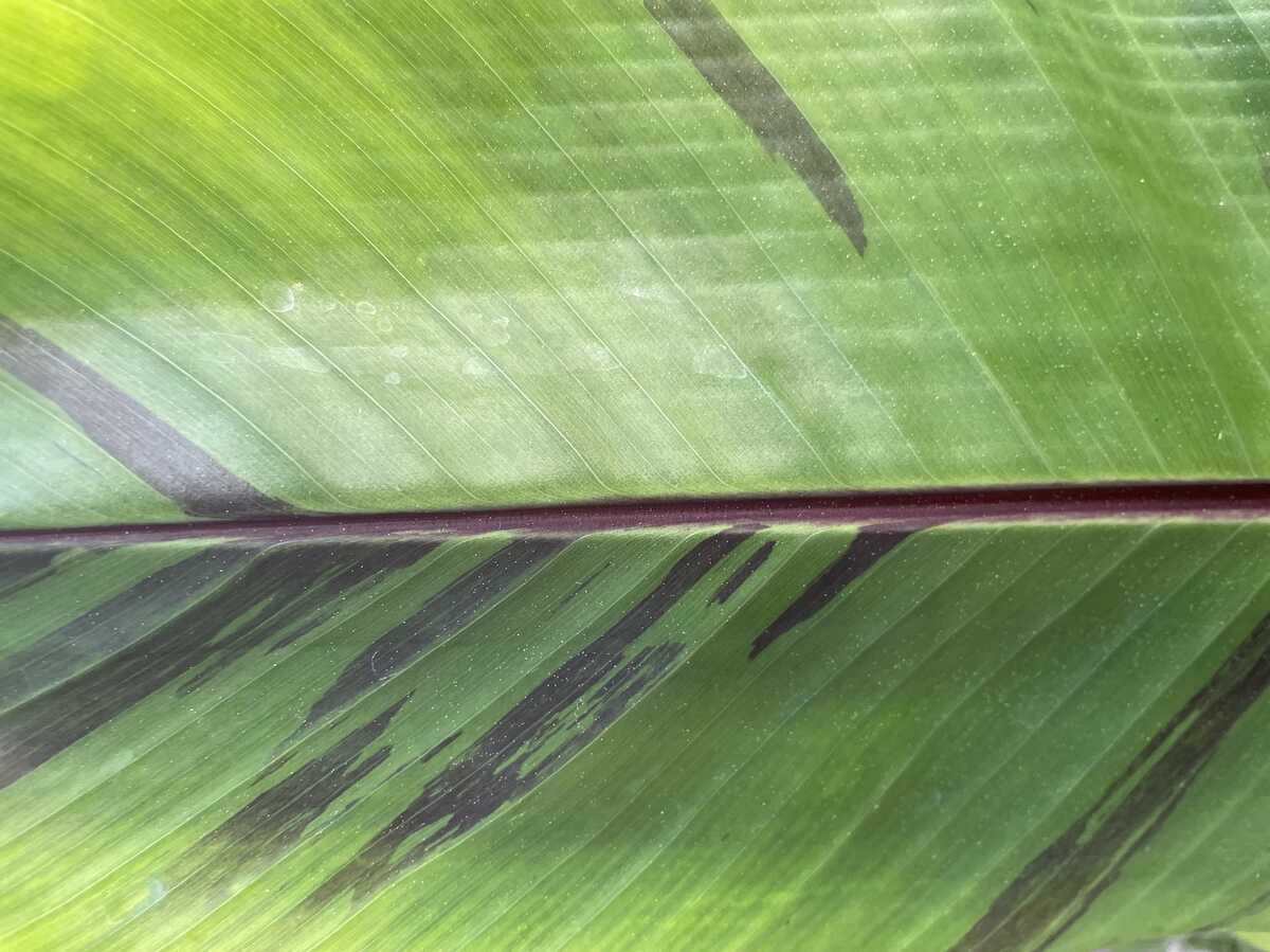 Musa sikkimensis 'Red Tiger' kaufen - Darjeeling Banane im Lubera Shop