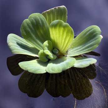 Muschelblume Pistia stratiotes