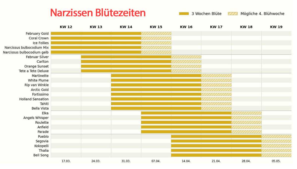 Narzissen Bl&uuml;tezeit (modif)