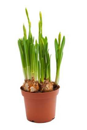daffodils young bulbs grow pot isolated white