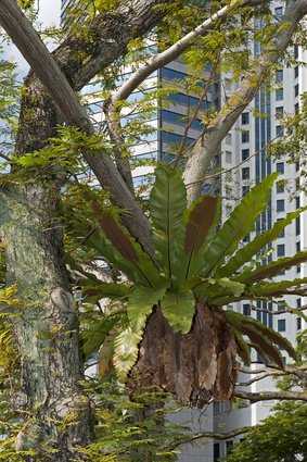 Nestfarn, Asplenium nides