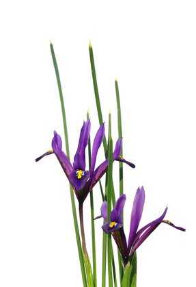 Zwergiris (Iris reticulata)