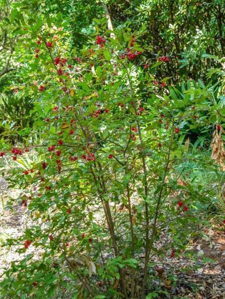 Ochna serrulata