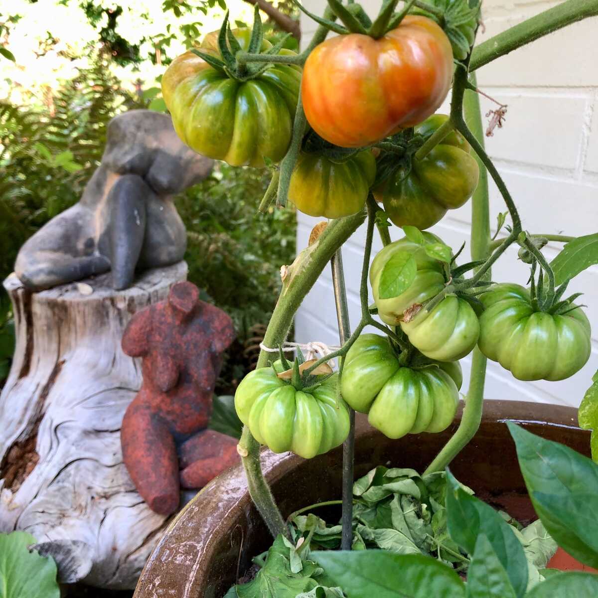 Ochsenherztomate (Cuore di Bue)