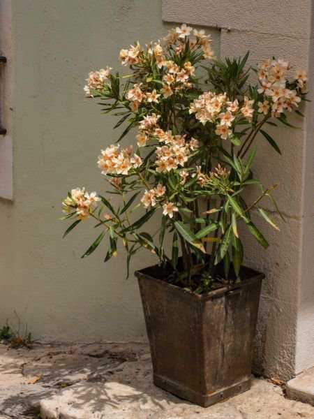 Oleander im Kübel kann einfach vor Frost geschützt werden