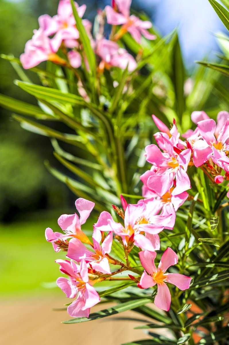 Rosenlorbeer in voller Blüte