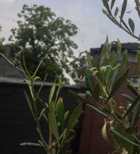 Olivenbaum Bltter