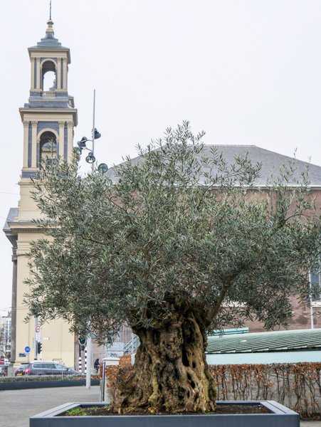 In milden Kstenregionen kann der Olivenbaum im Freien berwintern